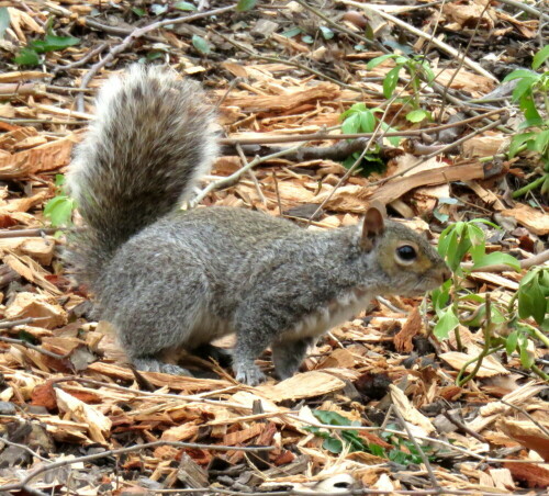 Die häufigere Variante mit grau-beigem Fell und weiß gerandetem Schwanz, im Central Park, aber auch in kleinneren Parkanlagen sehr häufig anzutreffen und nicht scheu (werden oft gefüttert).

Aufnameort: NY, Central Park, 08.04.2015
Kamera: Canon Power Shot XS700 1/200/5,6/50,3mm/ISO 400