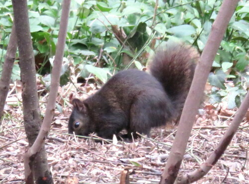 Etwas größer und robuster als unser Eichhörnchen. Es fehlen die Pinsel an den Ohren.

Aufnameort: NY, Central Park, 08.04.2015
Kamera: Canon Power Shot XS700 1/125/5,6/65,3mm/ISO 800