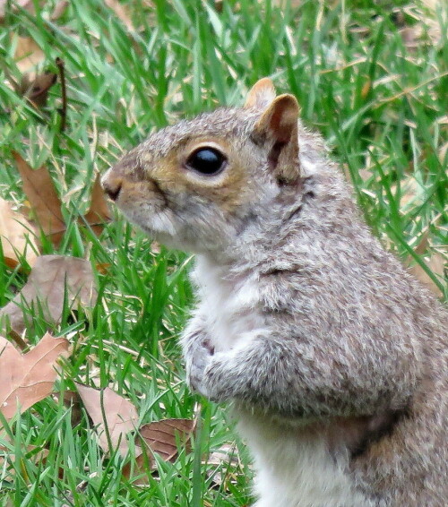 Die Ohren tragen keine Pinsel und die Kopfform ist im Vergleich zu unserem Eichhörnchen etwas langgestreckter, entspricht weniger dem Kleinkind-Schema.

Aufnameort: NY, Central Park, 08.04.2015
Kamera: Canon Power Shot XS700 1/360/6,3/101,3mm/ISO 320