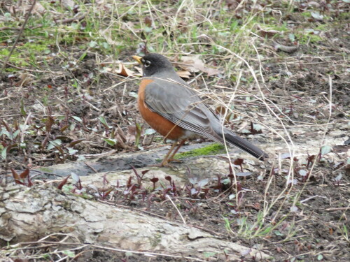 wanderdrossel-turdus-migratorius-13724.jpeg