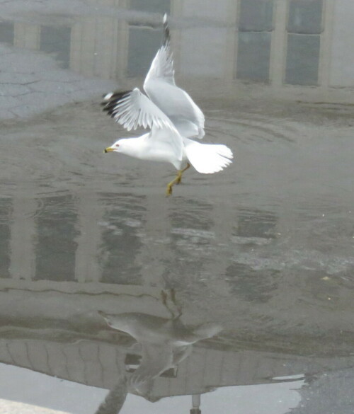 Sie unterscheiden sich von den europäischen Silbermöwen u. a. durch das dunkle Schnabelmal, die Europäer habe einen roten Schnabelfleck.

Aufnameort: NY, 10.04.2015 nahe Battery Park, Hudson
Kamera: Canon Power Shot XS700 1/1250/4,0/11,8mm/ISO 800