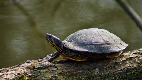 eine gelbwangenschildkröte.  wohl ausgesetzt. leben dort aber schon viele jahre

Aufnameort: an der wandse farmsen
Kamera: sony a65