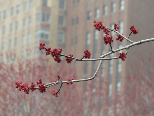 

Aufnameort: NY, 10.04.2015 nahe Battery Park
Kamera: Canon Power Shot XS700 1/640/5,6/55,0mm/ISO 800