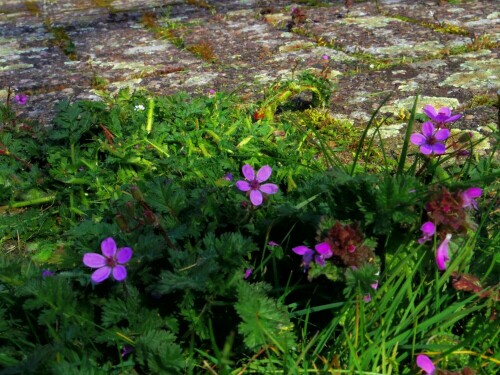 Wenig beachtete "Unkraut"-Pflanze. Wächst meist an Wegrändern und im Brachland.

Aufnameort: Privatgarten südlich von Oldenburg
Kamera: PENTAX Q10