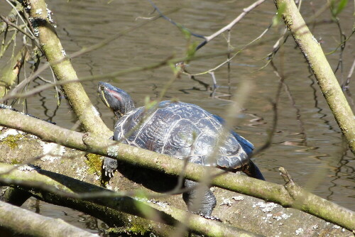 Rotwangenschmuckschildkröte. Bei uns werden Sie zur Plage.
Es gibt kaum noch einen Teich, wo man diese (ausgesetzten)
Schildkröten nicht findet. Sehr zum Schaden von Fröschen und
Molchen.

Aufnameort: Egelsbach/Hessen
Kamera: Lumix FZ48