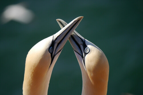 Ein Basstölpelpaar zeigt sich bei der Paarbindung

Aufnameort: Helgoland
Kamera: Sony Alpha 77II