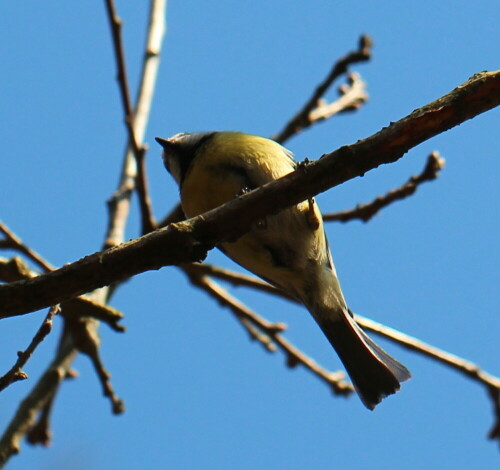 

Aufnameort: Marburg, An der Zahlbach, Garten 18.04.2014
Kamera: CANON EOS 600D 1/1000; 4,0; 100,0mm; ISO 100