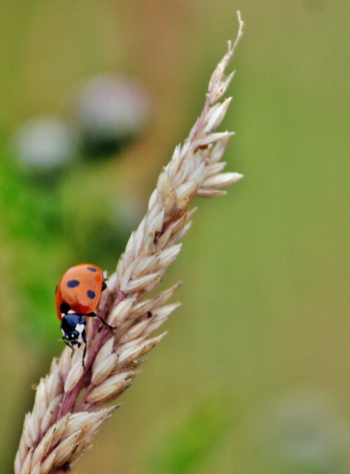 fotografiert  luli 2012

Aufnameort: bramfeld
Kamera: sony a65