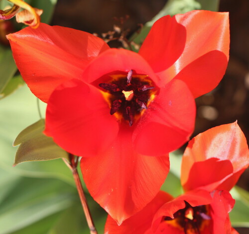 

Aufnameort: Marburg, An der Zahlbach, Garten 18.04.2014
Kamera: CANON EOS 600D 1/800; 2,8; 100,0mm; ISO 100