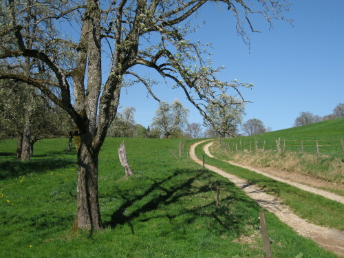 Alte Obstbäume bei Schloss Achberg

Aufnameort: Achberg, Landkreis Ravensburg, Deutschland
