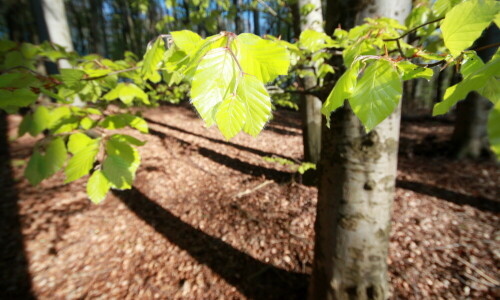 Beim Spaziergang fotografiert

Aufnameort: Laudenau Odw.
Kamera: Canon 450D