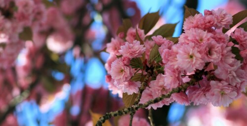 Kirschblüte in der Bonner Altstadt

Aufnameort: Bonn
Kamera: Canon 1300d