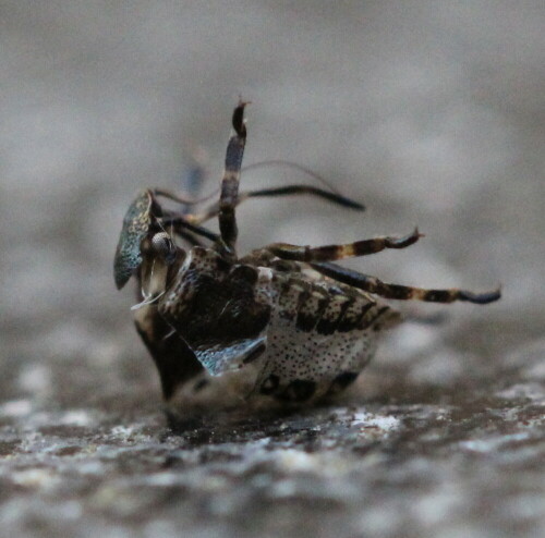 Exuvie einer Wanze

Aufnameort: Marburg,An der Zahlbach, Garten, 21.04.2015
Kamera: Canon EOS  600D 1/160; 5,6; 100,0mm; ISO 3200