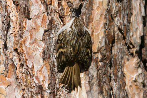 ein Baumläufer an einer Kiefer

Aufnameort: Mittweida im Park
Kamera: Canon 7D