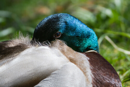 

Aufnameort: Mittweida im Park
Kamera: Canon 7D