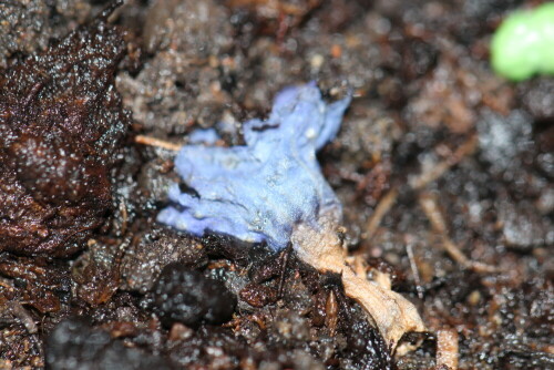 Abgefallene Blüte des Lungenkrautes

Aufnameort: Marburg,An der Zahlbach, Garten, 21.04.2015
Kamera: Canon EOS  600D 1/60; 4,0; 100,0mm; ISO 400