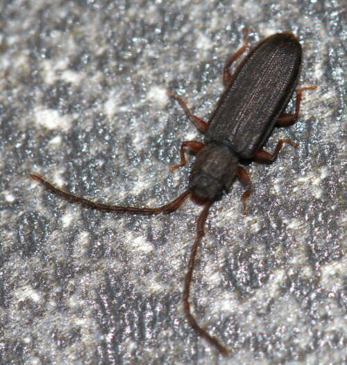 Sie sind eigentlich nicht selten, führen aber ein verstecktes räuberisches Leben in verrottendem Holz. Dieser hier landete auf unserem Gartentisch.

Aufnameort: Marburg,An der Zahlbach, Garten, 21.04.2015
Kamera: Canon EOS  600D 1/60; 4,0; 100,0mm; ISO 400