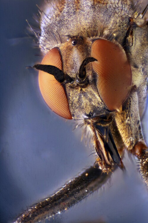 Mikroaufnahme einer kleinen Fliege bei ca. 50x Vergrößerung

Aufnameort: -----
Kamera: Nikon D90 und Bresser Mikroskop