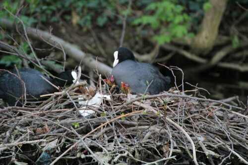 Blässhühner Familie

Aufnameort: Wöhrder See
Kamera: Canon 600 D