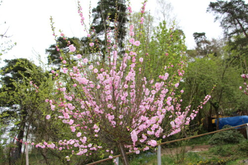 Ein Bäumchen, dass ggf. auch Frühlingserinnerungen "wachrufen" kann?
Der Mandelbaum gehört zu den Rosengewächsen(Rosaceae).
http://de.wikipedia.org/wiki/Mandelbaum

Aufnameort: Eiershausen Garten
Kamera: Canon EOS 700D