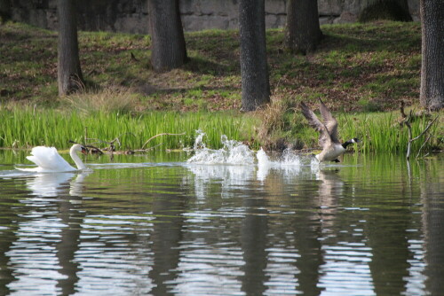 Schwan greift Kandagans an

Aufnameort: Pommersfelden
Kamera: Canon 600 D