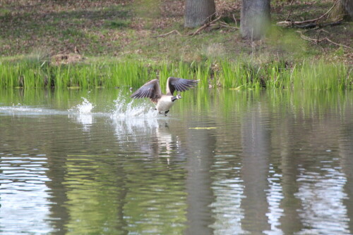 Kanadagans

Aufnameort: Pommersfelden
Kamera: Canon 600 D