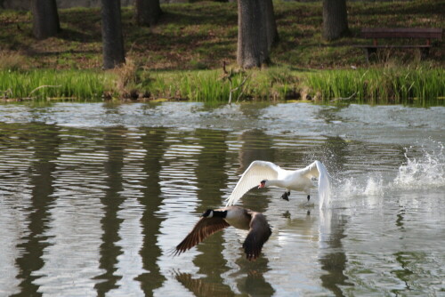 Schwan verfolgt Kanadagans

Aufnameort: Pommersfelden
Kamera: Canon 600 D