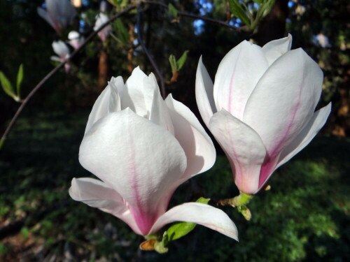 magnolien-blute-13754.jpeg