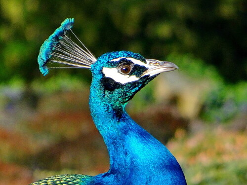 pfau-i-13756.jpeg