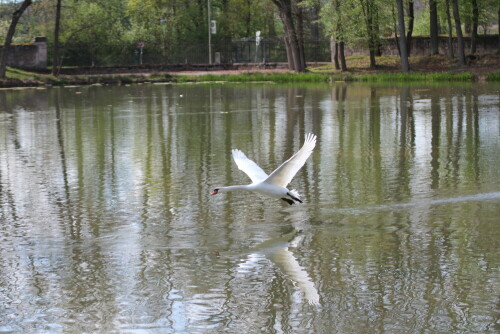 Schwan verfolgt Kanadagans

Aufnameort: Pommersfelden
Kamera: Canon 600 D