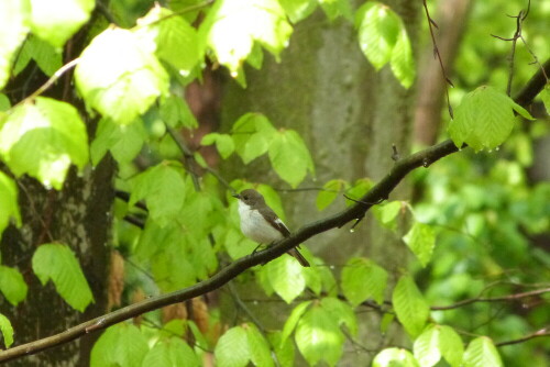 Trauerschnäpper, brütet in altem Holzvogelhaus am
Naturfreundehaus Egelsbach

Aufnameort: Egelsbach/Hessen
Kamera: Lumix FZ48