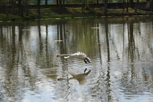 Eleganter Flug

Aufnameort: Pommersfelden
Kamera: Canon 600 D