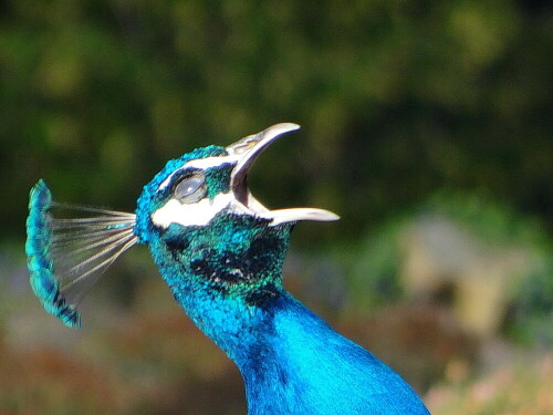 pfau-ii-13757.jpeg