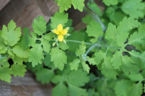 Das Schöllkraut gehört zu den Mohngewächsen(Papaveraceae) und bildet einen gelb bis orangenen Milchsaft. Es beinhaltet einige Alkaloide.
http://de.wikipedia.org/wiki/Sch%C3%B6llkraut

Aufnameort: Eiershausen Garten
Kamera: Canon EOS 700D