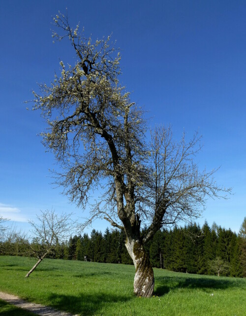 vom Wetter gezeichnet, Obstbäume auf den Schwarzwaldhöhen

Aufnameort: Schwarzwald
Kamera: Panasonic