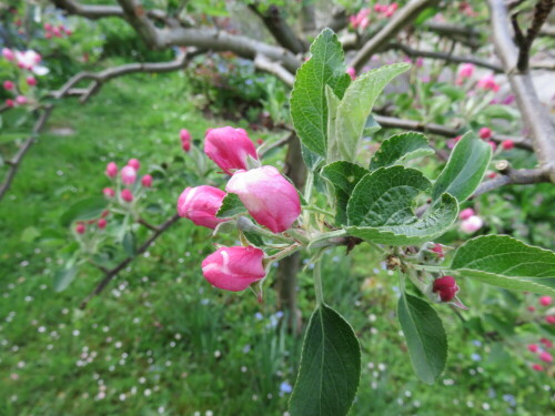 Mit ihrer kräftigen Pinkfärbung bereichern sie das Farbenspiel des Frühlings.

Aufnameort: Marburg, An der Zahlbach, 01.05.2015
Kamera: Canon Power Shot SX700 1/125; 4,0; 4,5mm; ISO 125