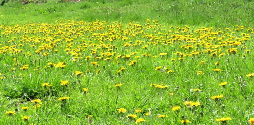 Auch artenarme Fettwiesen können reizvoll sein, besonders im Frühjahr.

Aufnameort: Homberg/Ohm, Schächerbach-Tour, 01.05.2015
Kamera: Canon Power Shot SX700 1/1000; 4,0; 4,5mm; ISO 200