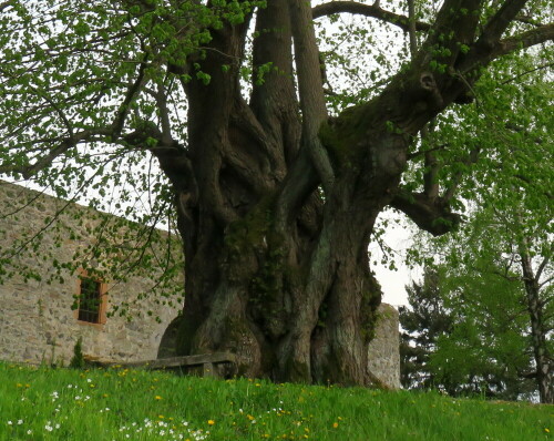 Diese Linde steht auf dem Schlossberg in Homberg/Ohm, Vogelsbergkreis. Der Umfang des Stammes beträgt mehr als 11m; er ist innen hohl und hat einen "Eingang" und einen "Ausgang". Die Linde ist noch vollkommen vital.

Aufnameort: Homberg/Ohm, 01.05.2015
Kamera: Canon Power Shot SX700 1/1000; 4,0; 4,5mm; ISO 200