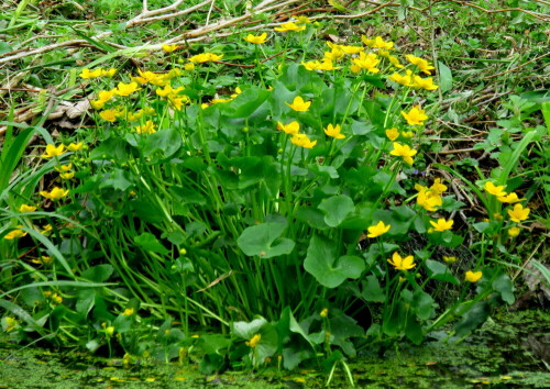 Setzt Akzente mit ihren dottergelben Blüten

Aufnameort: Homberg/Ohm, Schächerbach-Tour, 01.05.2015
Kamera: Canon Power Shot SX700 1/125; 5,6; 62,9mm; ISO 160