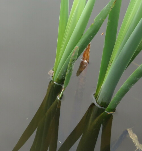 Die austreibenden Lilien spiegeln sich im Teich

Aufnameort: Homberg/Ohm, Schächerbach-Tour, 01.05.2015
Kamera: Canon Power Shot SX700 1/250; 4,0; 9,9mm; ISO 100