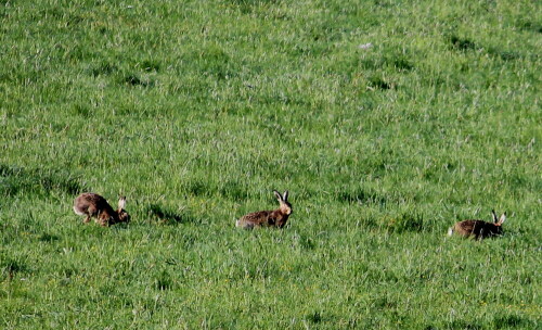 

Aufnameort: Deich bei Kirchhain-Niederwald, 02.05.2015
Kamera: Canon EOS 600D 1/320; 7,5; 250,0mm; ISO 160