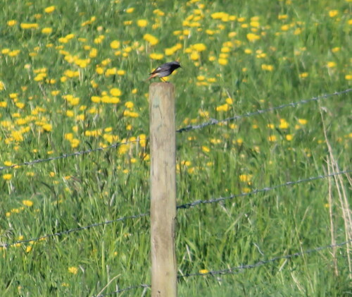 Er lauert auf den Zaunpfosten auf vorbeifliegende Insekten, die er im Flug fängt

Aufnameort: Deich bei Kirchhain-Niederwald, 02.05.2015
Kamera: Canon EOS 600D 1/500; 5,6; 250,0mm; ISO 100