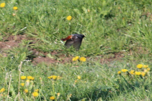 Offenbar hatte er genug Insekten für die hungrigen Jungen erbeutet und flog zielstrebig Richtung Nest

Aufnameort: Deich bei Kirchhain-Niederwald, 02.05.2015
Kamera: Canon EOS 600D 1/2000; 5,6; 250,0mm; ISO 500