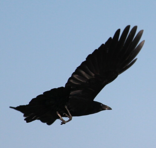 

Aufnameort: Deich bei Kirchhain-Niederwald, 02.05.2015
Kamera: Canon EOS 600D 1/1600; 5,6; 250,0mm; ISO 200