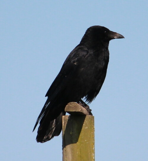 

Aufnameort: Deich bei Kirchhain-Niederwald, 02.05.2015
Kamera: Canon EOS 600D 1/2000; 5,6; 250,0mm; ISO 200