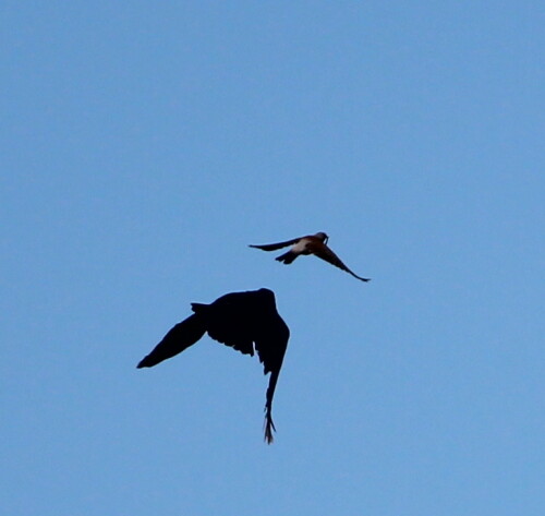 Die Drossel hatte einen ziemlich großen Regenwurm erbeutet. Kaum war sie in der Luft, stürzte sich die Rabenkrähe auf sie; es entspann sich ein minutenlanger Luftkampf, in den auch der partner der Wacholderdrossel eingriff, schließlich jagten beide die Krähe. Soweit ich sehen konnte, hatte die drossel den Wur nicht verloren.

Aufnameort: Deich bei Kirchhain-Niederwald, 02.05.2015
Kamera: Canon EOS 600D 1/2000; 5,6; 250,0mm; ISO 200