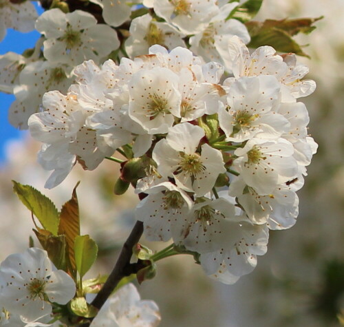 Blühender Wildkirschenbaum

Aufnameort: Kirchhain, Erlensee, 02.05.2015
Kamera: Canon EOS 600D 1/250; 5,6; 163,0mm; ISO 100