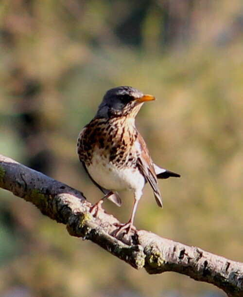 

Aufnameort: Deich bei Kirchhain-Niederwald, 02.05.2015
Kamera: Canon EOS 600D 1/320; 6,3; 250,0mm; ISO 250