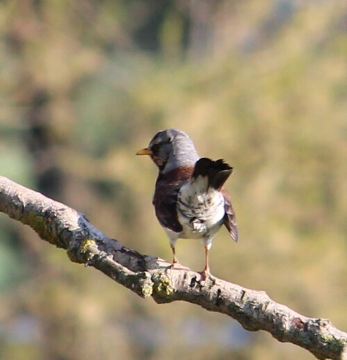 Sie brüten bereits und sind ständig auf Futtersuche

Aufnameort: Deich bei Kirchhain-Niederwald, 02.05.2015
Kamera: Canon EOS 600D 1/320; 6,3; 250,0mm; ISO 250