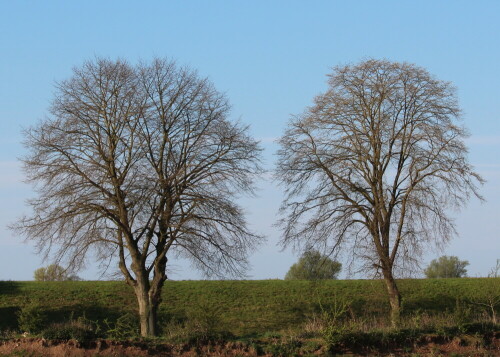 

Aufnameort: Deich bei Kirchhain-Niederwald, 02.05.2015
Kamera: Canon EOS 600D 1/250; 10,0; 55,0mm; ISO 100